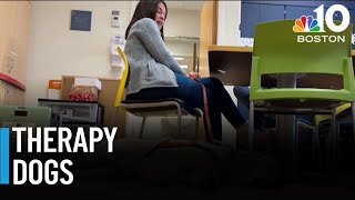 Mass General Brigham's therapy dog helps ease anxiety and pain