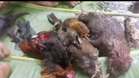 yos hav zoov tuas nploos tuas qaib qus lom zem kawg