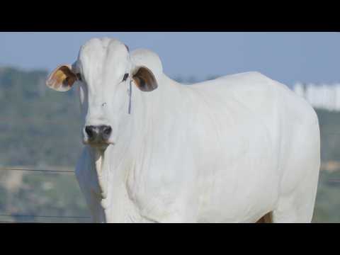 LOTE 11 MPRF  4004