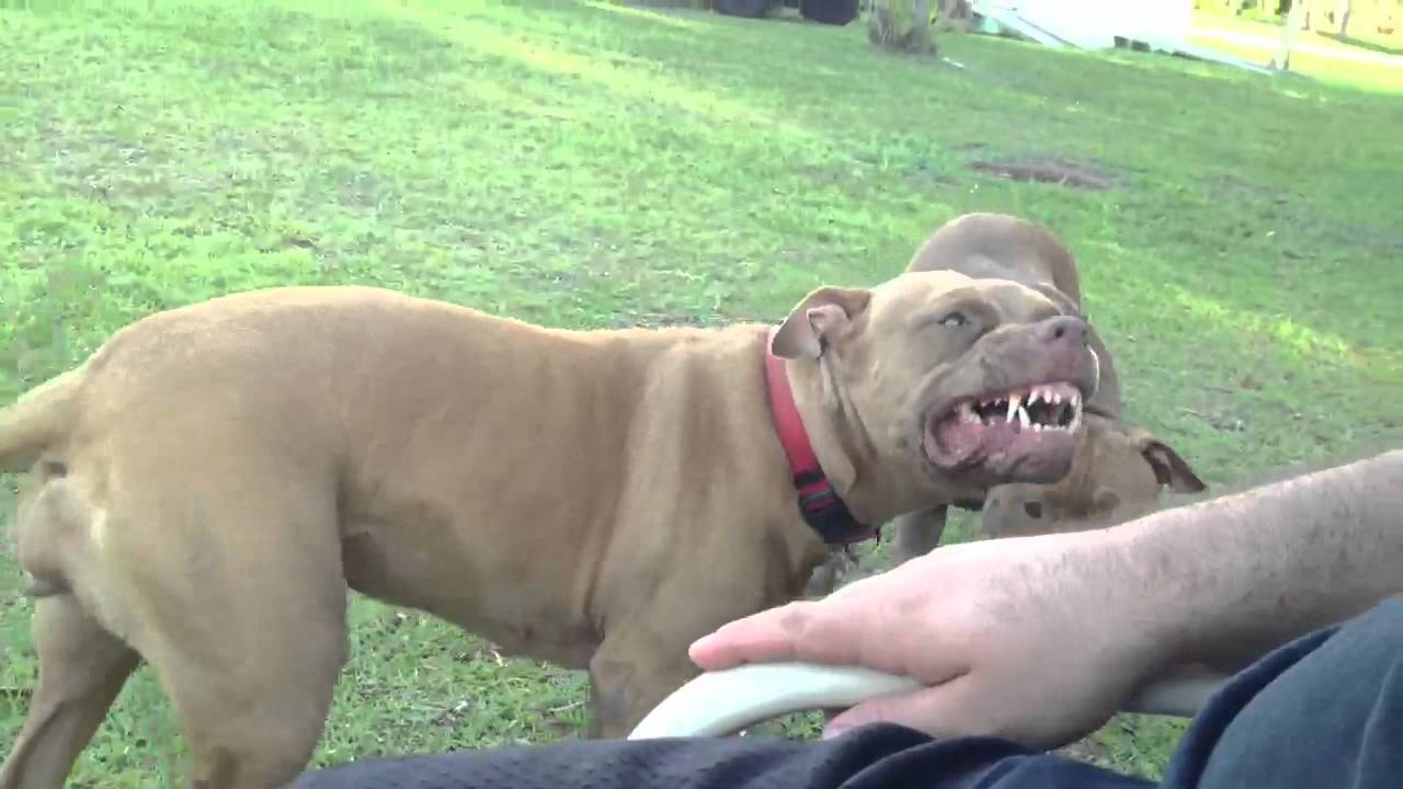 pitbull puppy smiling