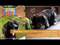 Besties | Best products for your dog: Top picks for every pup