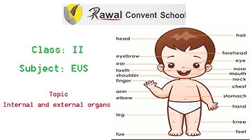 Class II Subject EVS, Topic- Internal and external organs, Rawal Convent School