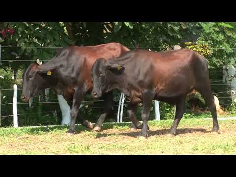 LOTE 162   LEILÃO 20 ANOS SANTA LUZIA   DIA 25 DE ABRIL, 10 HORAS   REMATEWEB PLUS