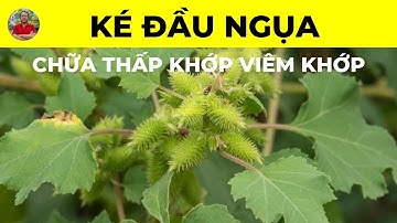 Ké Đầu Ngựa có tác dụng chữa trị bệnh gì? | Chữa Thấp Khớp Viêm Khớp