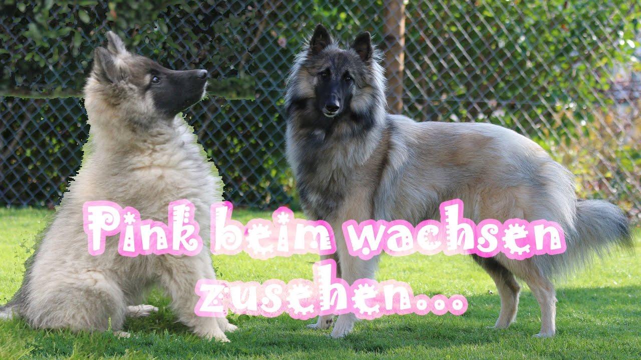 Pink beim wachsen zusehen (Tervueren, Belgian Shepherd growing up) - Amira's Blog