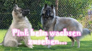 Pink Beim Wachsen Zusehen Tervueren, Belgian Shepherd Growing Up - Amiras Blog