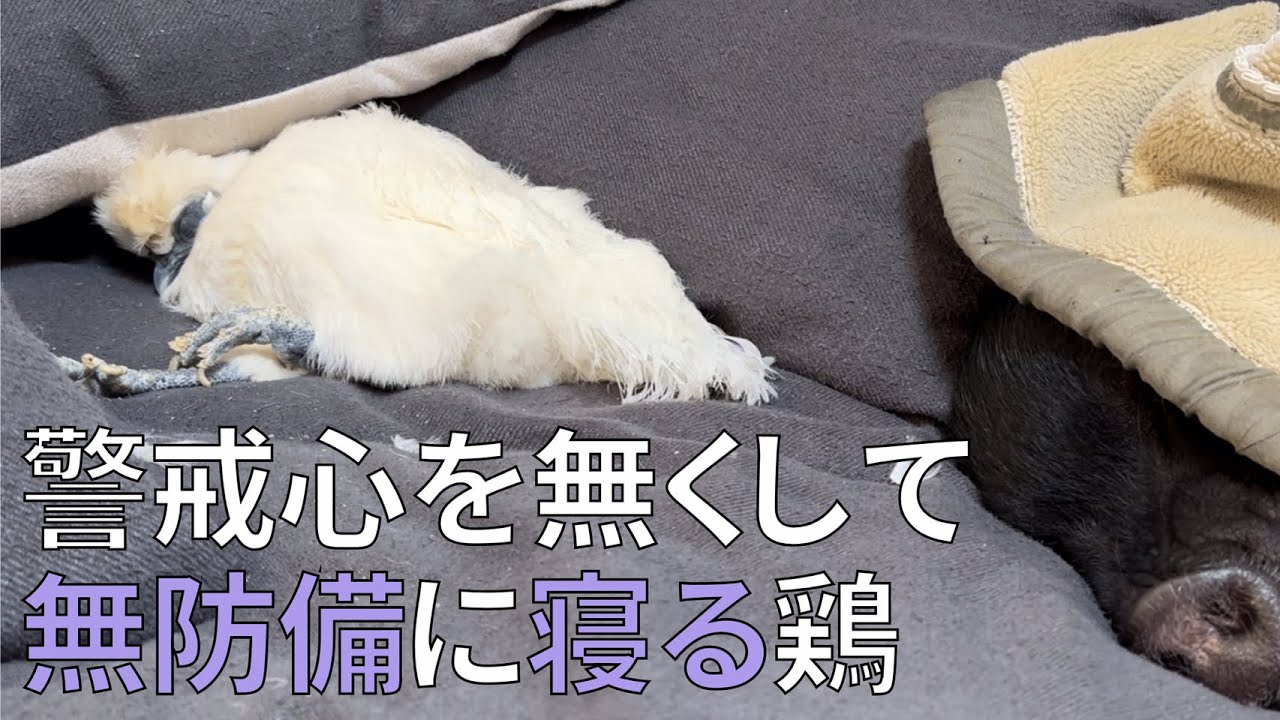 マイクロブタのとんかつの傍らで無防備な姿で眠る烏骨鶏のぼんじり