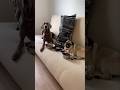 When an emergency call made everyone panic #viralshort #dog #youtubeshorts