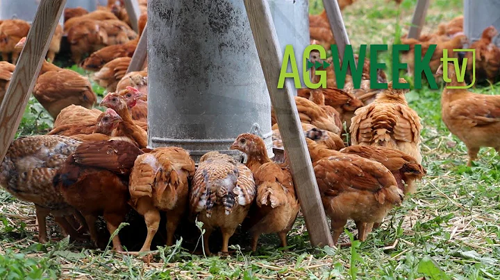 Going natural with regenerative poultry production