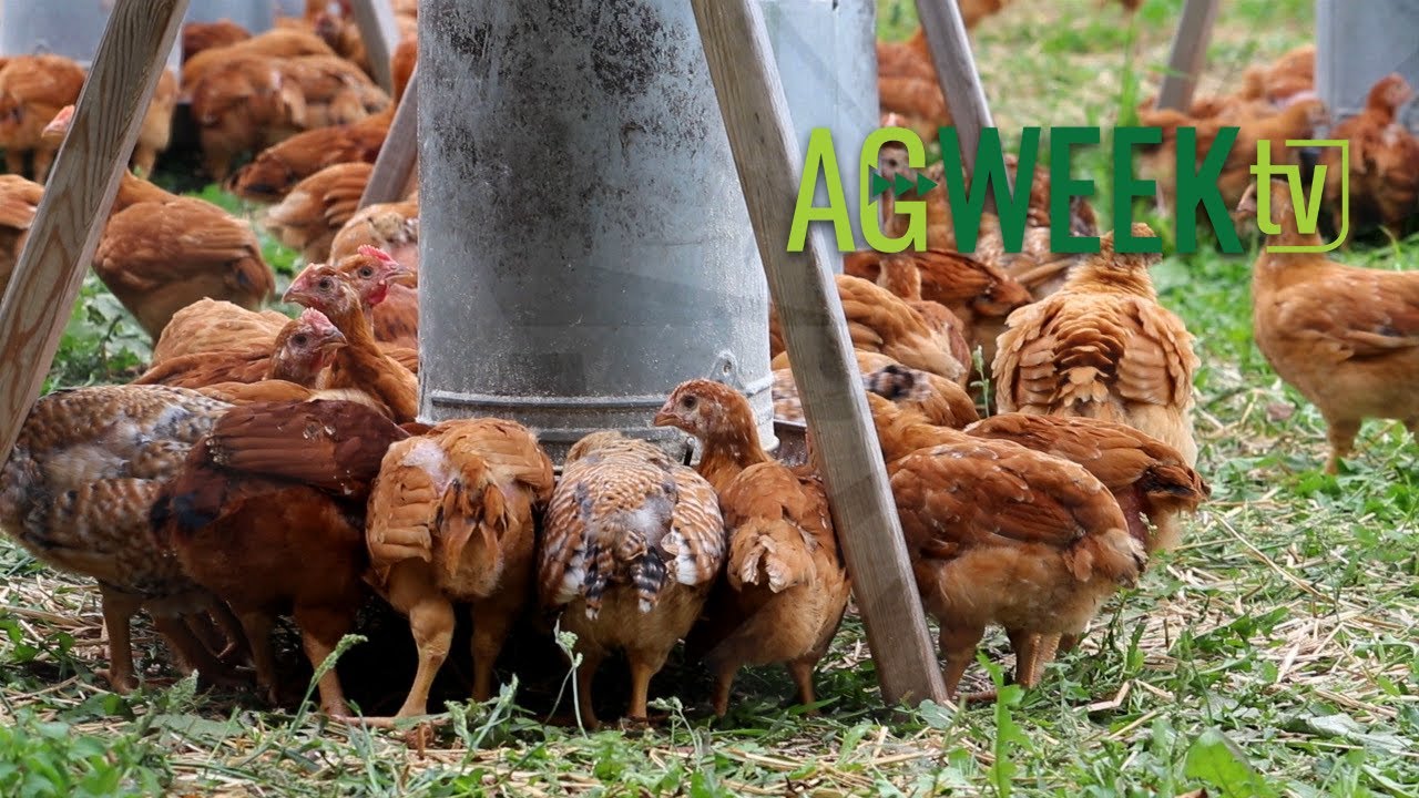 Going natural with regenerative poultry production YouTube