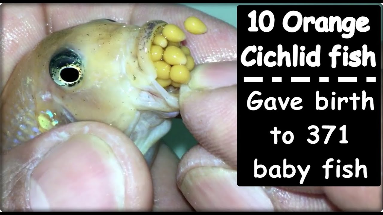 10 Orange Cichlid Fish Gave Birth To 371 Baby Fish 💪🐠🐬👍