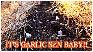How To Plant Garlic for MAJOR ABUNDANCE!