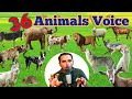 36 Animal's Sound Man [36 से भी ज्यादा जानवर की आवाज़ निकालता है ये इंसान] By Athar Khan