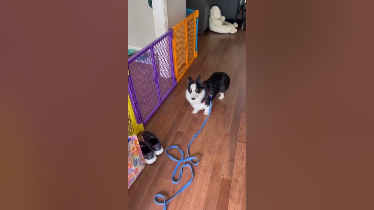 Tobie Week 1 of Training 6 month old YouTube