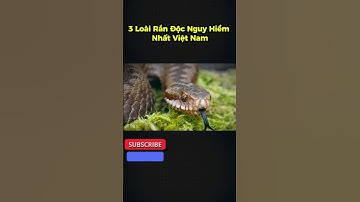 3 loài rắn độc nguy hiểm nhất Việt Nam #shorts