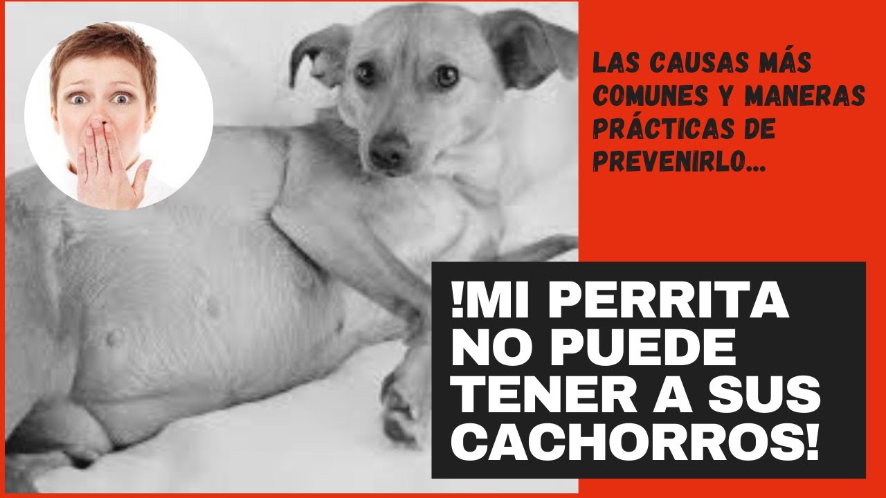 ¡MI PERRITA NO PUEDE PARIR!