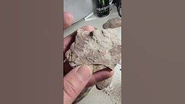 STUNNING mould and cast fossil- gingko (I think)