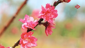 Hoa Đào Nở Rộ | Trường Tôn Đức Thắng - Bảo Lộc