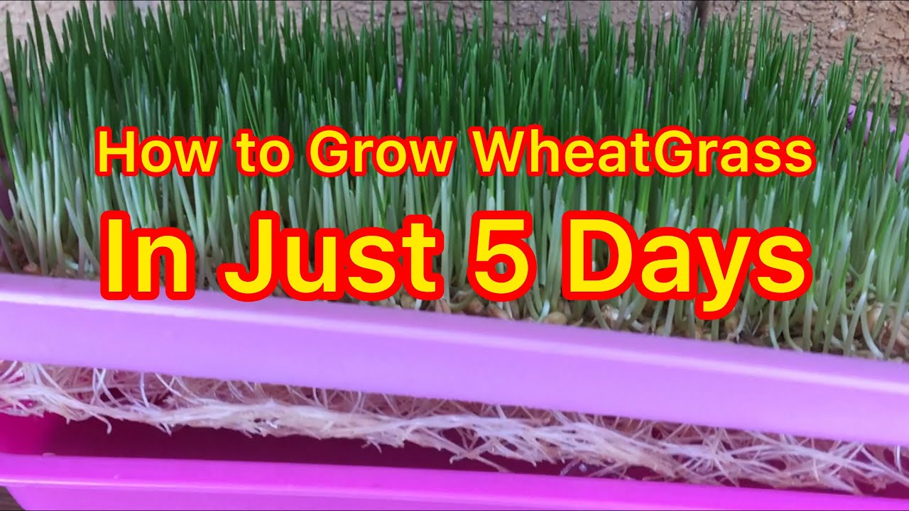 HOW TO GROW WHEATGRASS. “Easy” YouTube