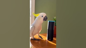 Chaos is my alarm clock. Every morning. 6am. WITHOUT FAIL. ⏰😭