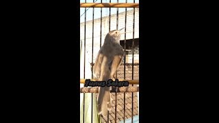 SEKALI PANCING saja .....100% JITU Memancing PRENJAK SAWAH.GACOR DAN NGEBREN.