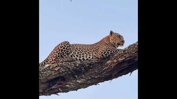 Video 11400501: leopard, lion, big cat