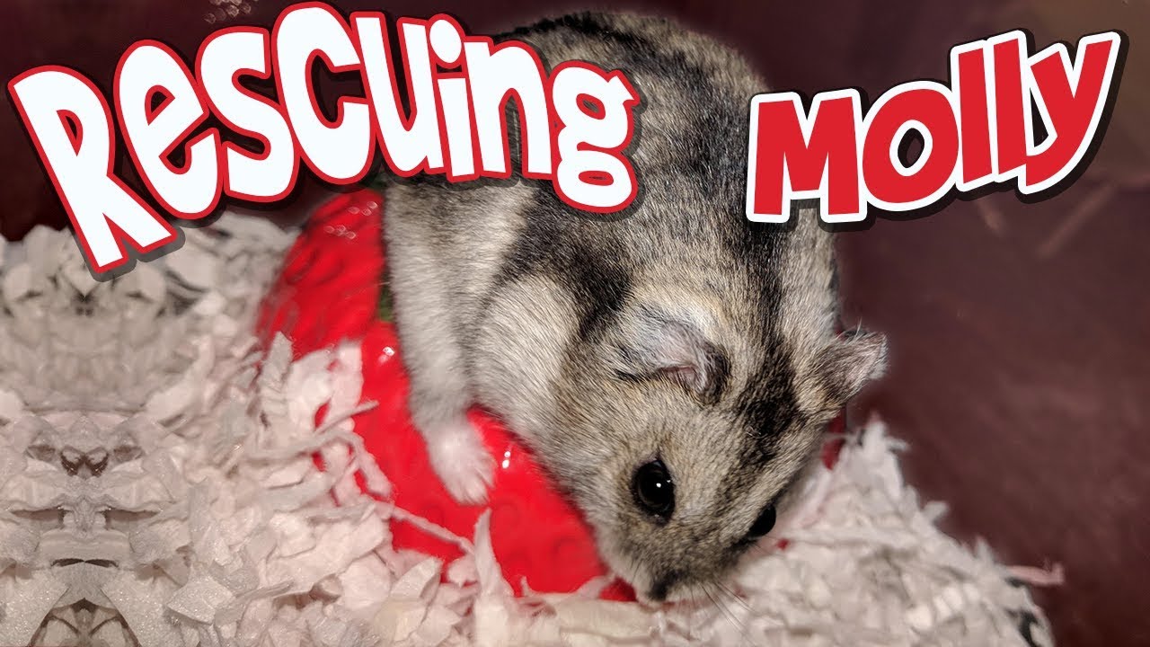 sunfire dwarf hamster