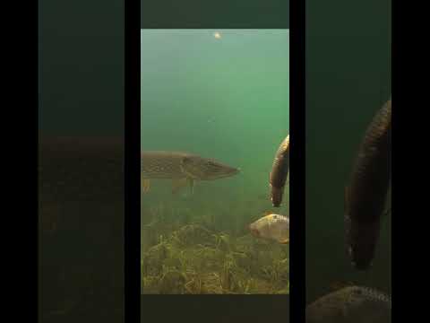 Dead bait fishing