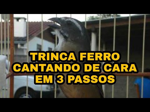 3 PASSOS PARA