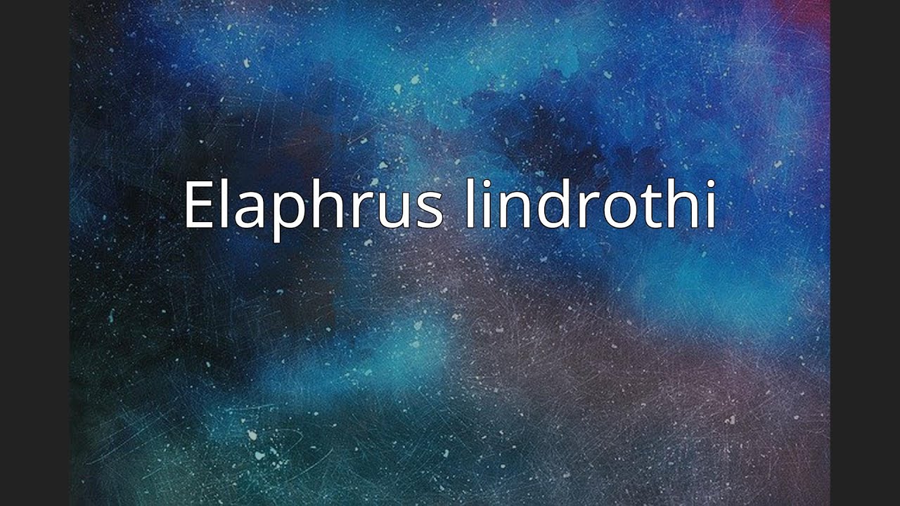 Elaphrus lindrothi