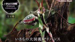ニセハナマオウカマキリ』いきもの大図鑑アドバンス 『ガシャポン版