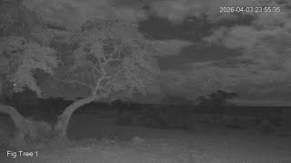 🔴 LIVE African Safari | 6 Maasai Mara Wildlife Cameras | Kenya 24/7
