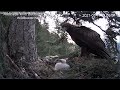 Cuibul Acvilei de munte - The nest of the Golden Eagle (Aquila chrysaetos)