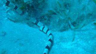 red Sea banded snake