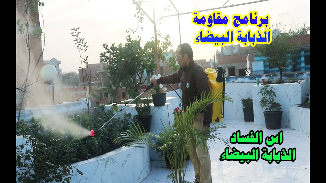 زرعك باظ بسبب هذه الافة تعلم كيفية مقاومة الذبابة البيضاء سبب هلاك جميع المحاصيل