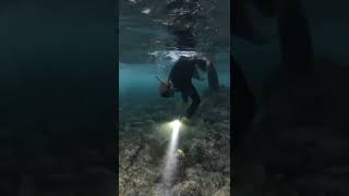 Hey Squidward, Were Swimming With Sharks... At Night