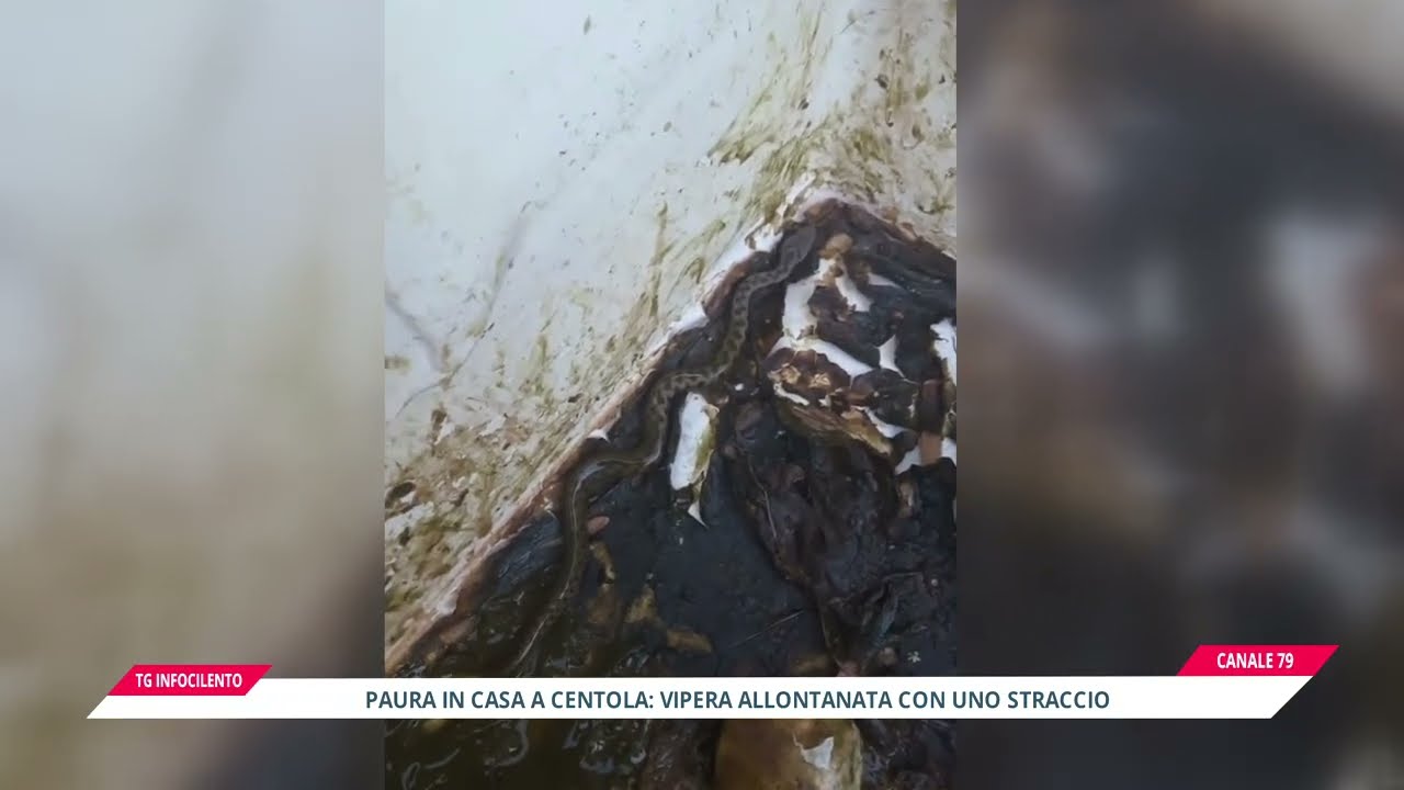 Vipera in casa a Centola: donna la cattura con uno straccio e la libera