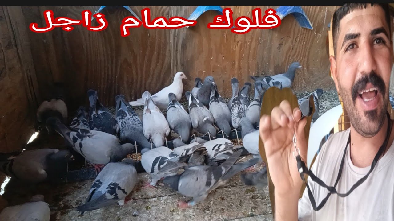 الوفت ابو عطيه حمام زاجل #زاجل #birds 