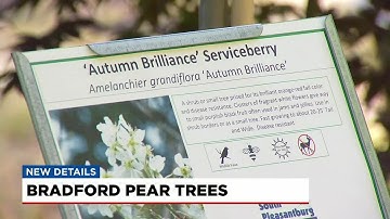 Why to avoid planting Bradford Pear Trees