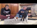 Cavalier puppy livestream puppies come out to eat  play