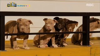 [Haha Land 2] 하하랜드2 -Dad comes home 20180411