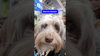 This Is a Löwchen Lion Dog #AKCMeetTheBreeds