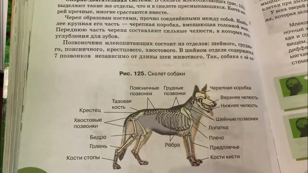 Тест млекопитающие 8 класс с ответами. Внешнее строение млекопитающих. Внешнее строение млекопитающих 7 класс. Внешнее строение млекопитающих тренажер. Рысь внешнее строение млекопитающих.