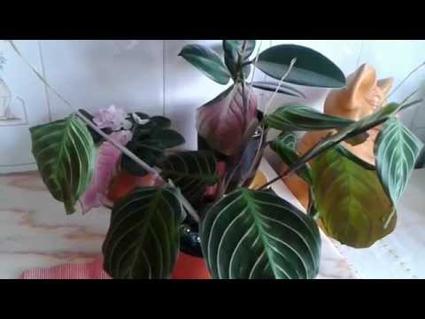 Цветок маранта... (уход, полив)