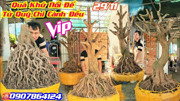 #Hiếu_0907864124, BG 29/11, Phôi Mai Tứ Quý Đế Quá Khủng Khiếp, Chi Cành Đều, Hàng Vip Đáng Sưu Tầm