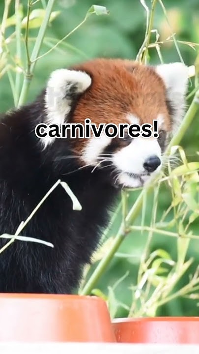 Zoological FUN FACTS: Red Panda - YouTube