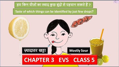 Class 5 EVS Chapter 3 | किन चीज़ों का स्वाद कुछ बूंदों से पहचाना जा सकता है ? | Taste | Rose Tree |