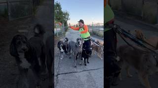 Dogexdrew Also Works With Dinosaurs