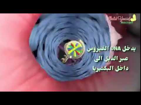 البكتريو فاج
