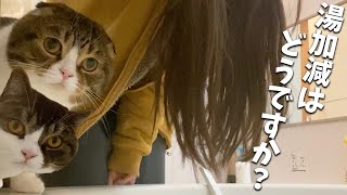 湯加減を手で触ってチェックしてくれる番頭猫がこちらですw